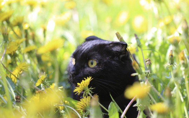 Black cat flower field bug free wallpaper for desktop - medium preview image