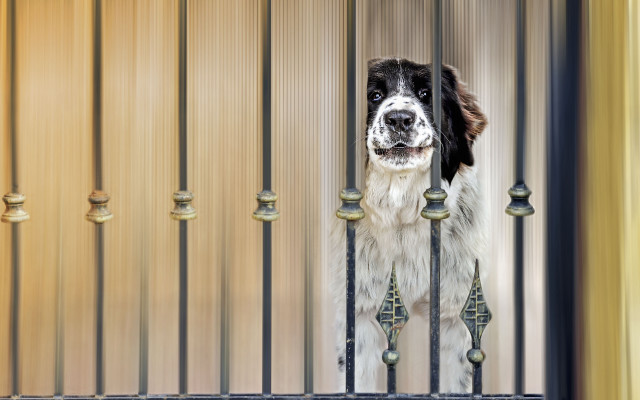 Dog fence bells chainlink institutional free wallpaper for desktop - medium preview image