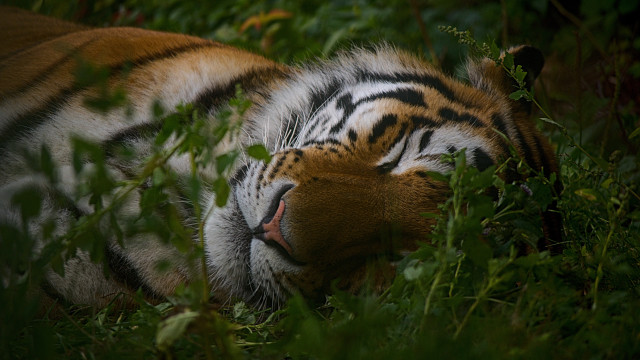 Tiger resting blurry nature jigsaw free wallpaper for desktop - medium preview image