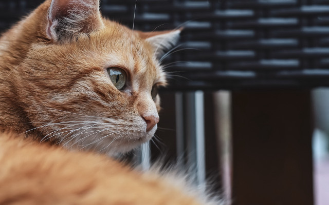 Cat sitting table distant view free wallpaper for desktop - medium preview image