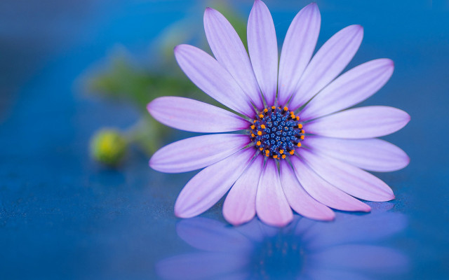 Purple flower blue center blue free wallpaper for desktop - medium preview image
