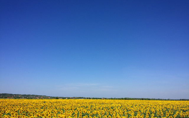 Sunflower field blue sky plane free wallpaper for desktop - medium preview image