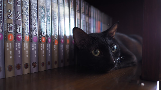 Black cat shelf books chinese free wallpaper for desktop - medium preview image