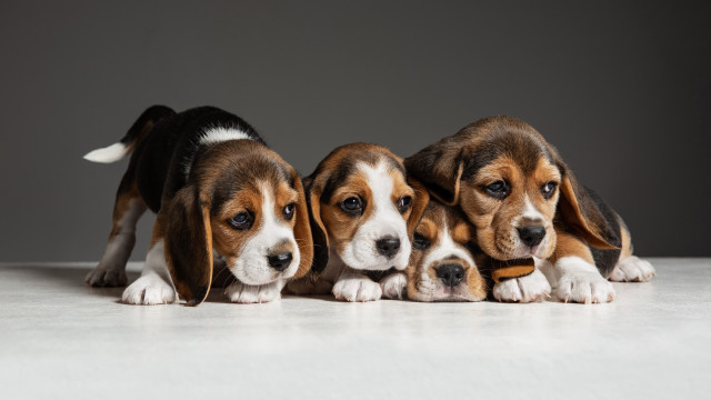 Three beagles jigsaw puzzle animal free wallpaper for desktop - medium preview image
