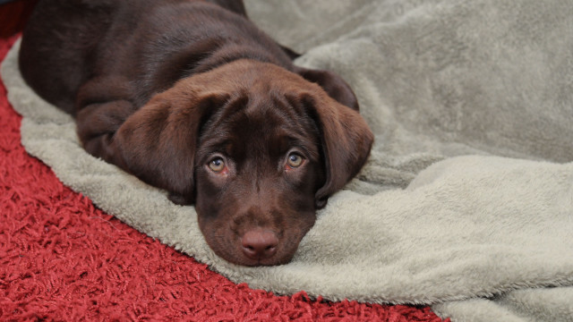 Brown dog red rug white free wallpaper for desktop - medium preview image