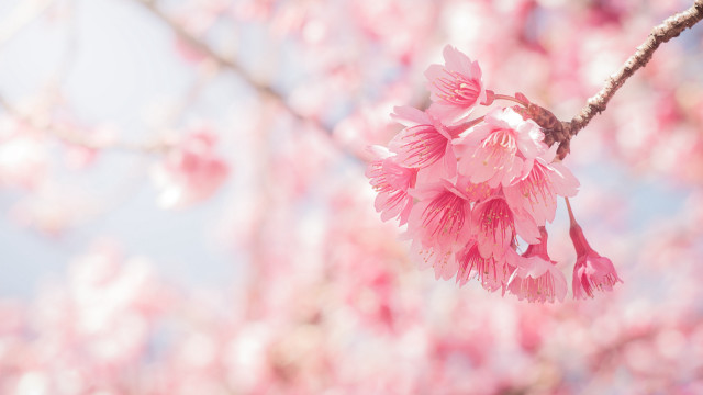 Pink sakura cherry blossom outdoors free wallpaper for desktop - medium preview image