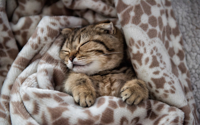 Cat sleeping blanket bed cozy free wallpaper for desktop - medium preview image