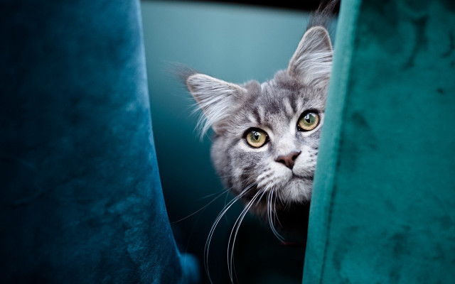 Cat curtain green background yellow free wallpaper for desktop - medium preview image