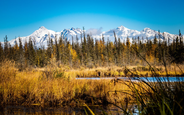 Mountain lake tallgrass trees tiltshift free wallpaper for desktop - medium preview image