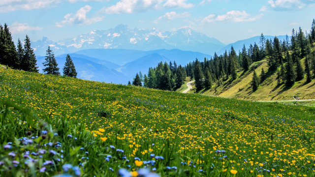Flower field mountains blue sky free wallpaper for desktop - medium preview image