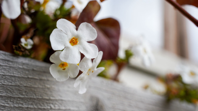 Flower closeup bokeh blurry background free wallpaper for desktop - medium preview image
