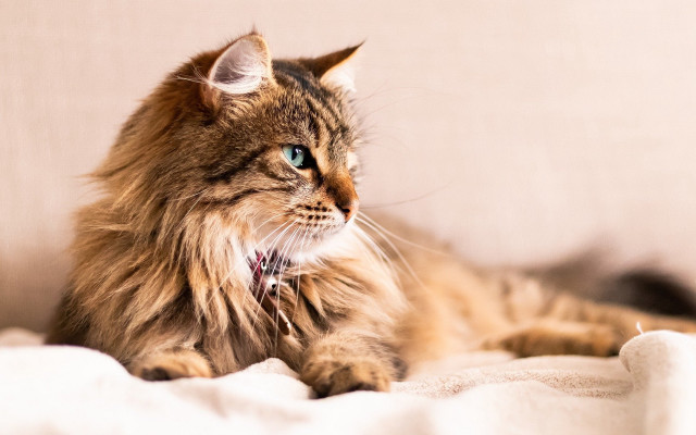 Cat blue eyes laying bed free wallpaper for desktop - medium preview image