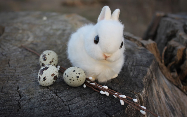 White rabbit rock eggs twigs free wallpaper for desktop - medium preview image