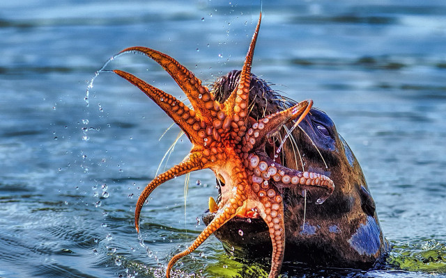 Octopus biting fish underwater photorealistic free wallpaper for desktop - medium preview image