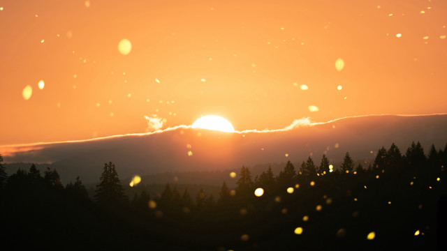 Sunset clouds trees dusk beach free wallpaper for desktop - medium preview image