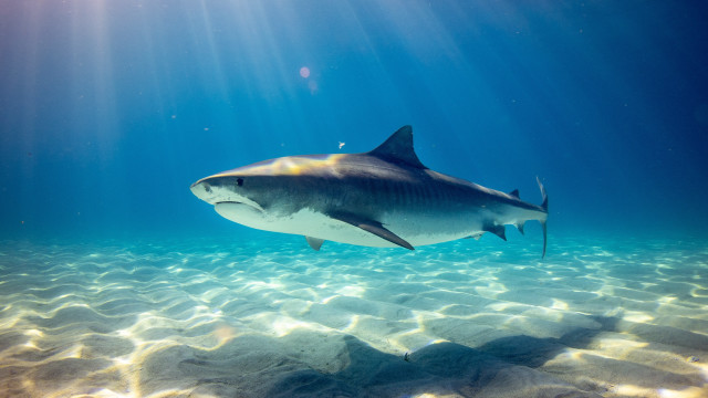 Shark ocean sunlight fish rayonism free wallpaper for desktop - medium preview image