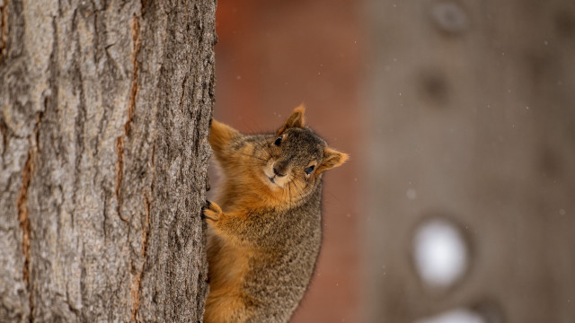 Squirrel climbing tree snow blue free wallpaper for desktop - medium preview image