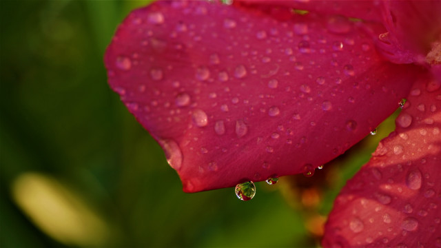 Pink flower water droplets macro #32 free wallpaper for desktop - medium preview image