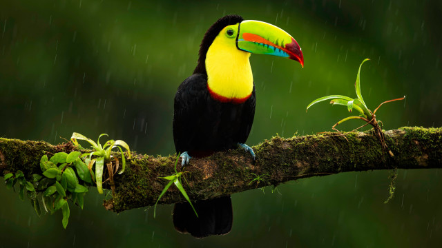 Toucan rain branch green background free wallpaper for desktop - medium preview image