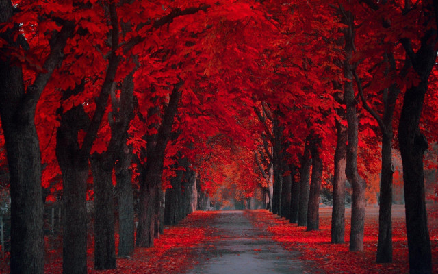 Red leaves forest autumn maple free wallpaper for desktop - medium preview image