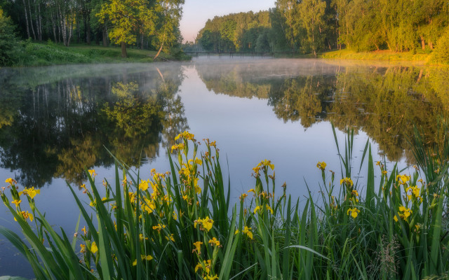 Lake trees grass yellowflowers forest free wallpaper for desktop - medium preview image