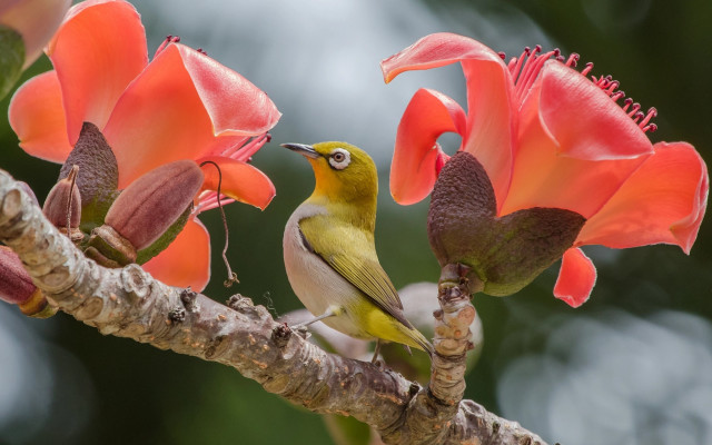 Bird perched branch flowers sky free wallpaper for desktop - medium preview image