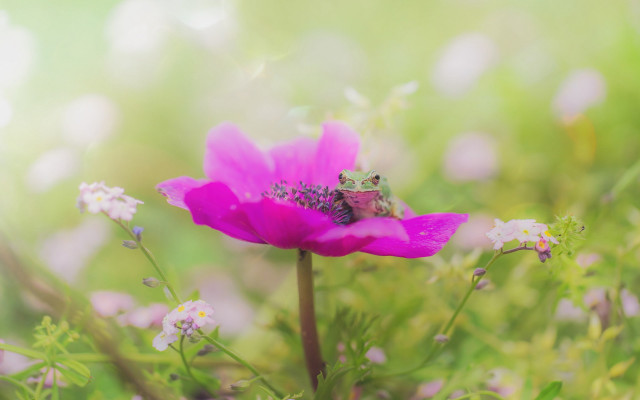 Insect pink flower field bokeh free wallpaper for desktop - medium preview image
