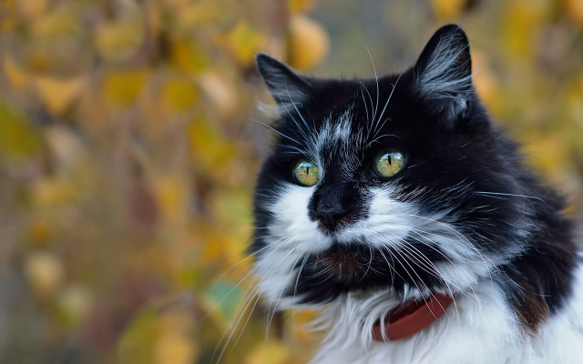 Black cat red collar impressionism #2 free wallpaper for desktop - medium preview image