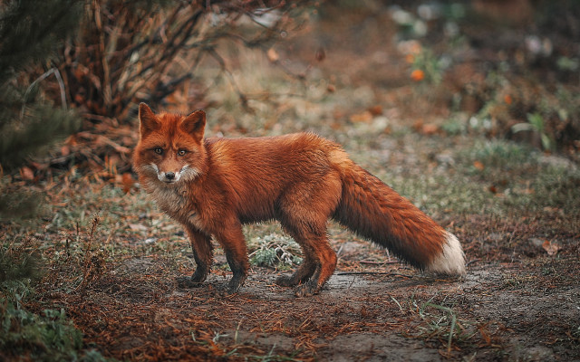 Red fox forest camera furry free wallpaper for desktop - medium preview image