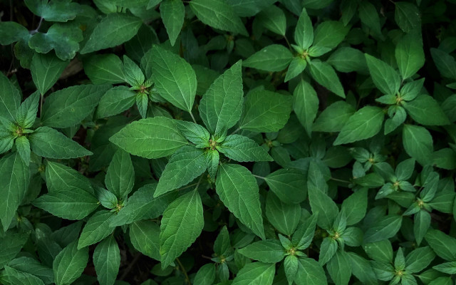Green leaves closeup macro photorealism free wallpaper for desktop - medium preview image