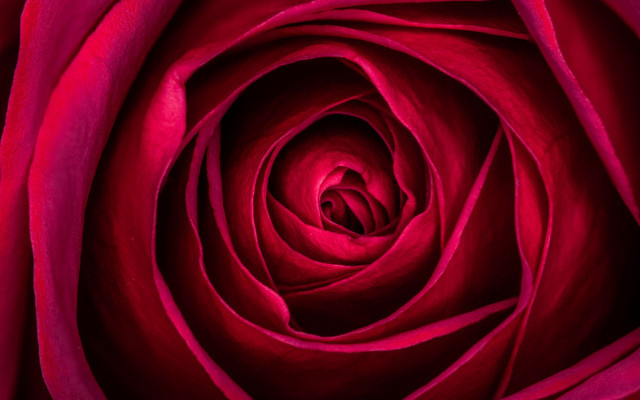 Red rose macro neo romanticism free wallpaper for desktop - medium preview image