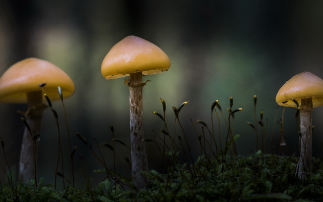 Three mushrooms moss forest macro free wallpaper for desktop - medium preview image