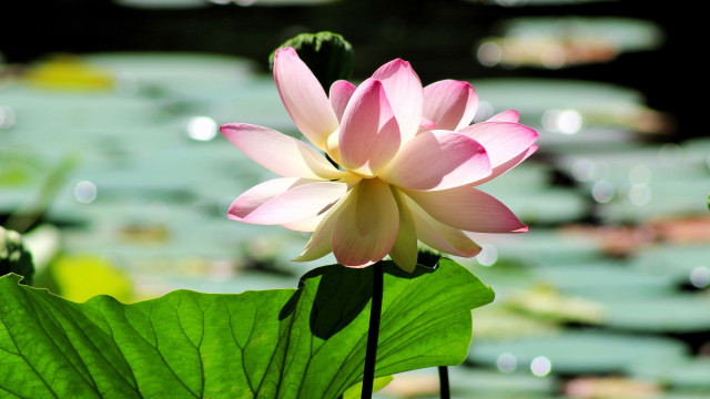 Pink lily bloom water lilies free wallpaper for desktop - medium preview image