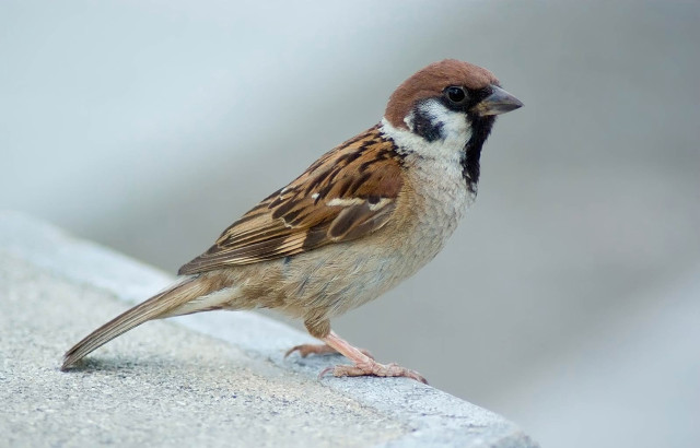 Bird standing on ledge outside free wallpaper for desktop - medium preview image