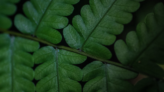Green leaf foliage lace blurry free wallpaper for desktop - medium preview image