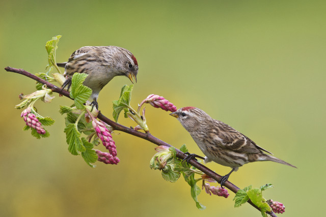 Birds branch flowers foreground blurry free wallpaper for desktop - medium preview image