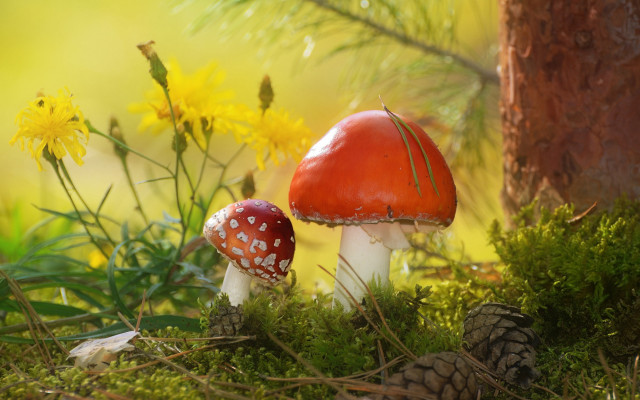 Mushrooms forest floor tree pinecone free wallpaper for desktop - medium preview image