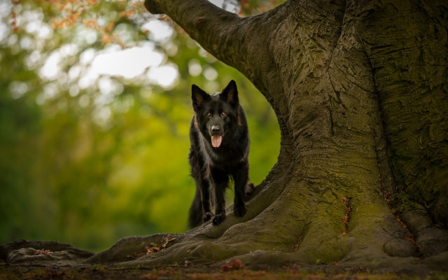 Black dog tree trunk forest free wallpaper for desktop - medium preview image
