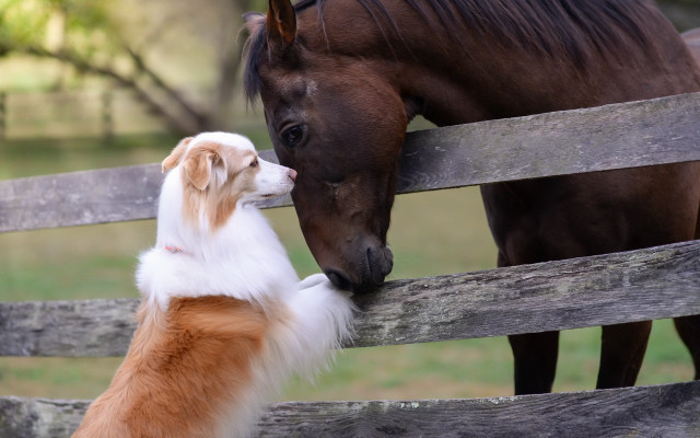 Dog horse nose touch fence free wallpaper for desktop - medium preview image