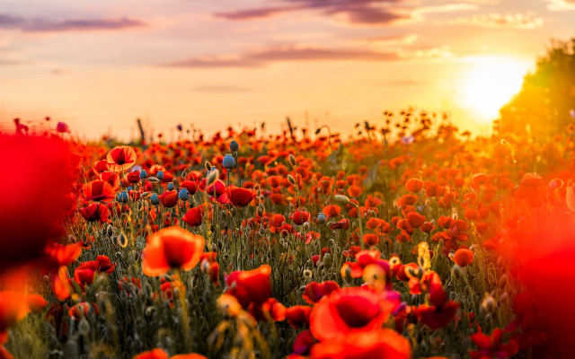 Red flowers sunset clouds autumn free wallpaper for desktop - medium preview image