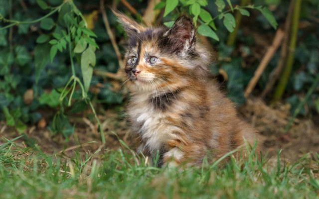 Kitten grass bush impressionism animal #2 free wallpaper for desktop - medium preview image