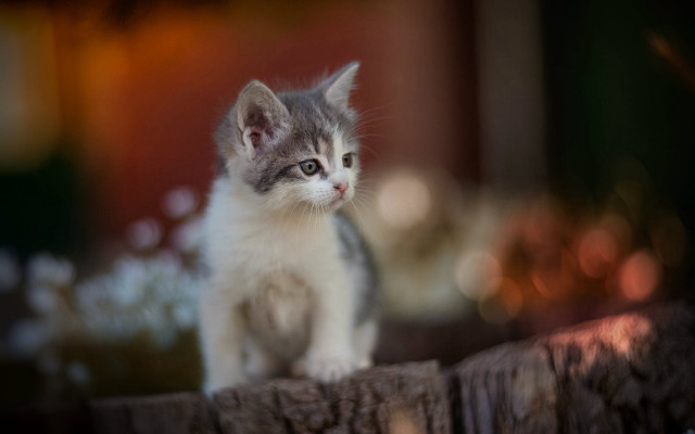 Kitten wooden table window planter free wallpaper for desktop - medium preview image