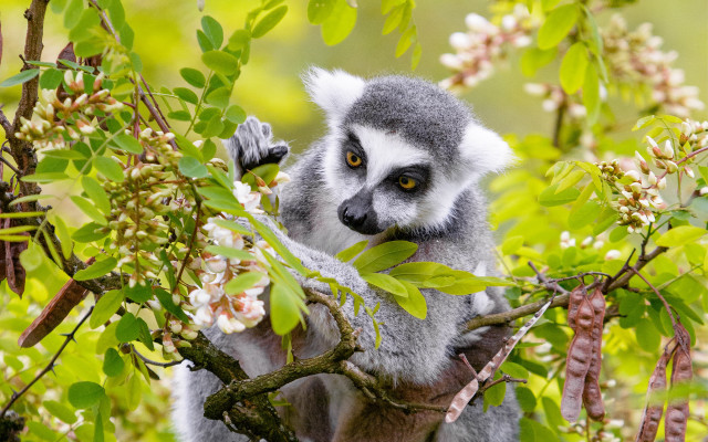 Gray white animal tree branch free wallpaper for desktop - medium preview image