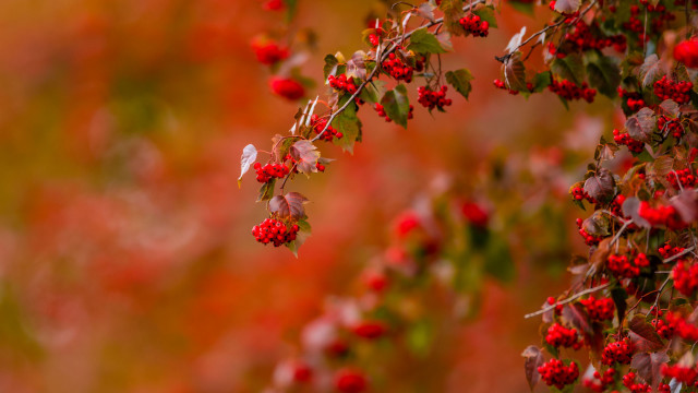 Branch red berries autumn blurry free wallpaper for desktop - medium preview image