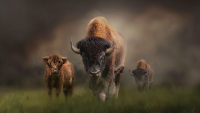 Bison herd green field forest free wallpaper for desktop - medium preview image