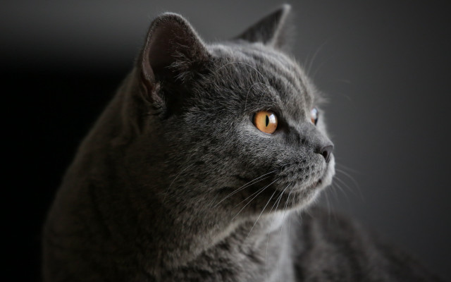Gray cat yellow eyes looking free wallpaper for desktop - medium preview image