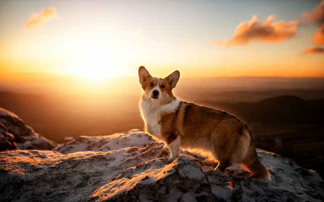 Dog snow mountain sunset autumn free wallpaper for desktop - medium preview image
