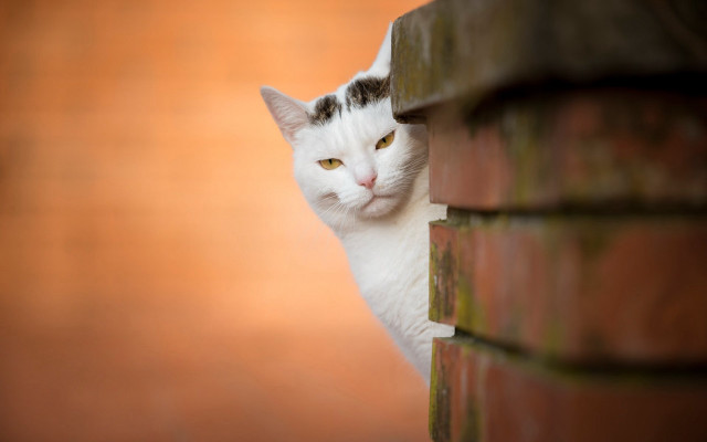 White cat peeking brick wall free wallpaper for desktop - medium preview image