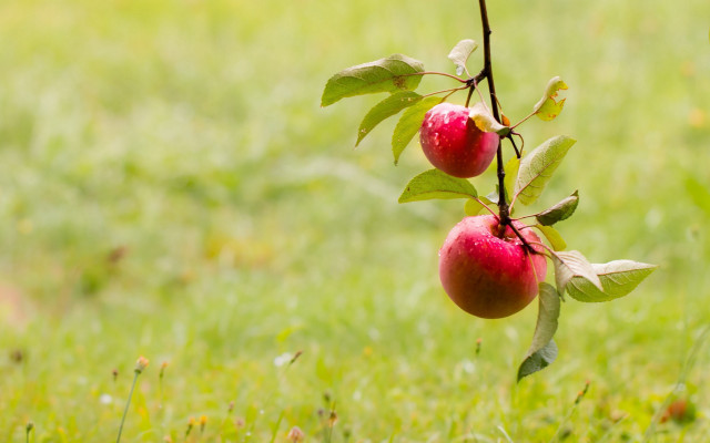 Apples branch grass nature blurry free wallpaper for desktop - medium preview image