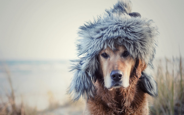 Dog furry hat beach ocean #2 free wallpaper for desktop - medium preview image